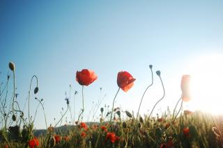 Coquelicot - champs - pré fleuri - générique