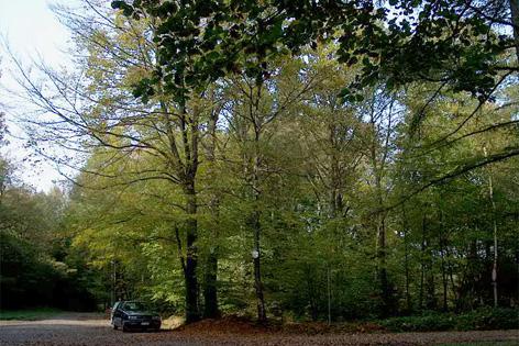 Aywaille P28 – Arbres Napoléon – Houssonloge