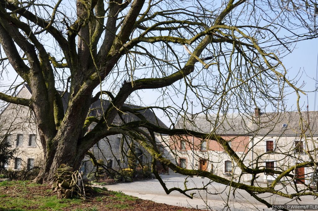 orange tree