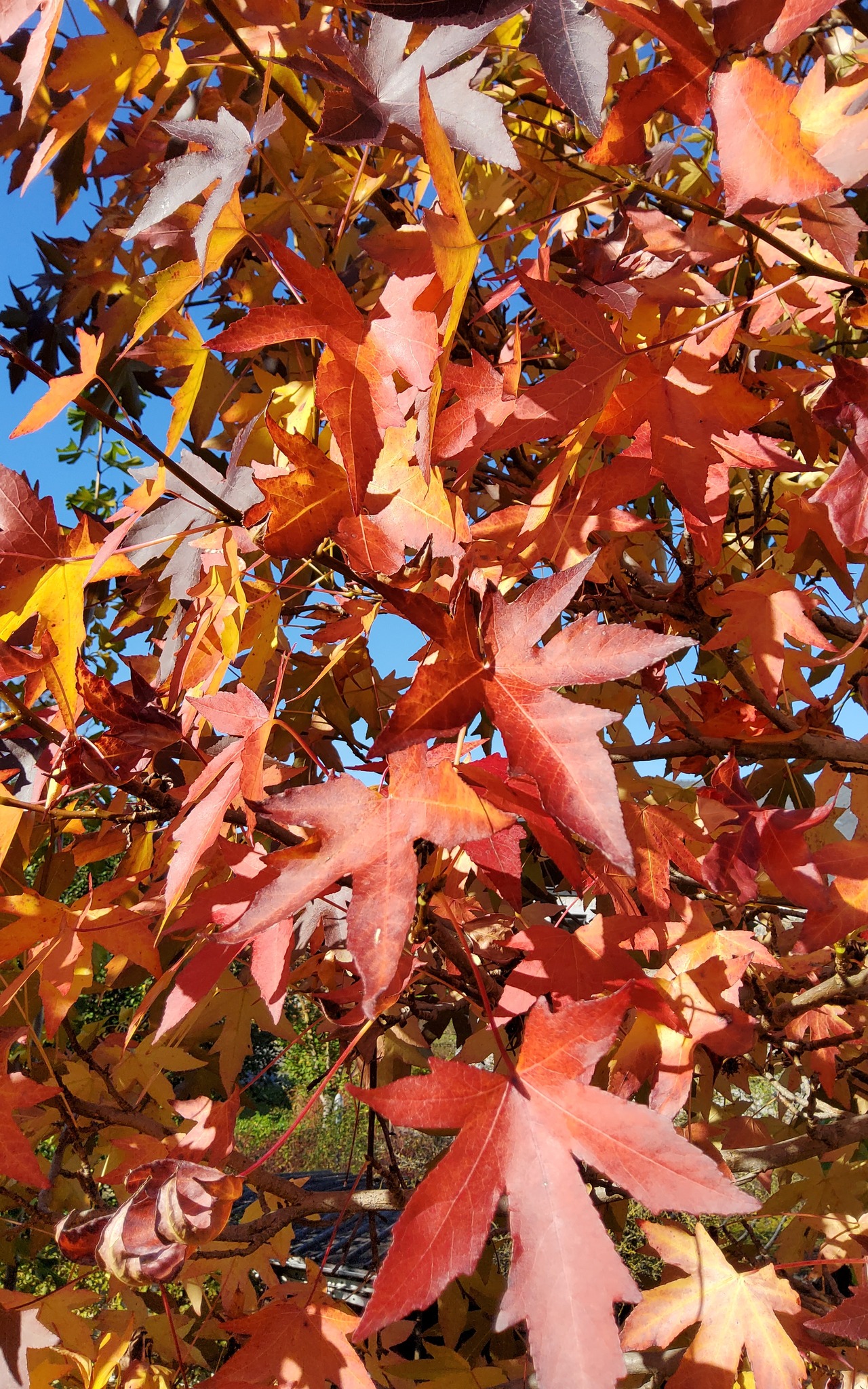 Visite du jardin la clé du temps, un Jardin Remarquable