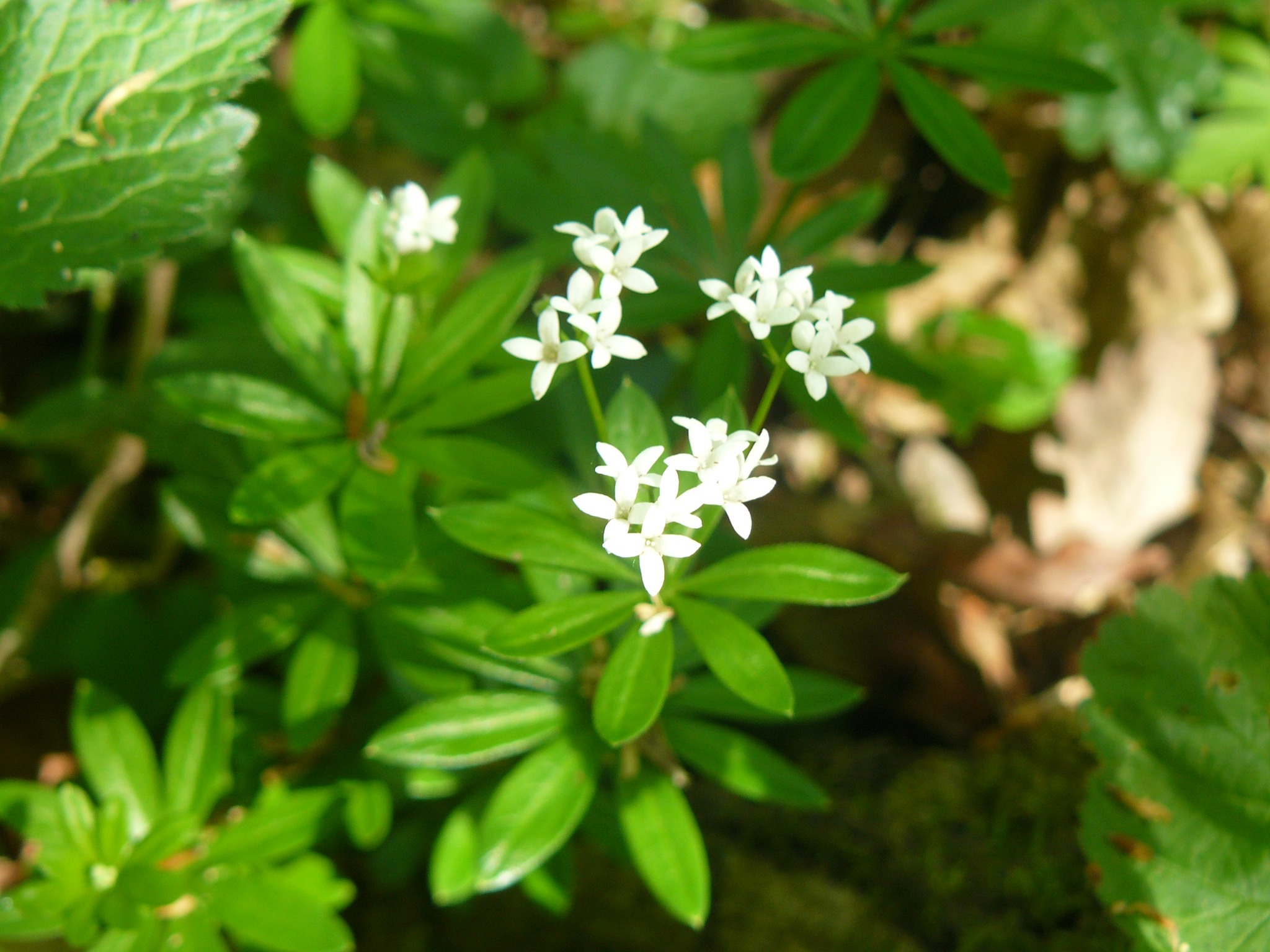 Bain-de-nature-apero-sauvage-Jeunes-pousses-et-plantes-detox-du-printemps