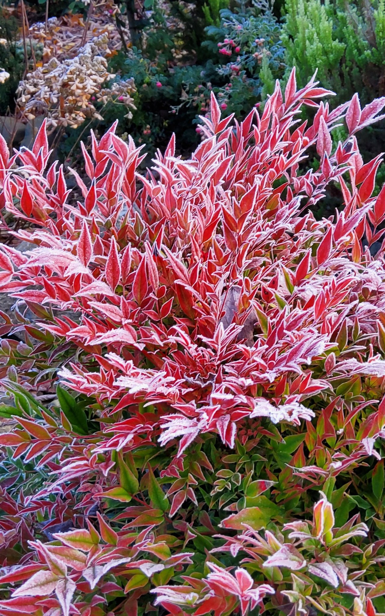 Visite du jardin la clé du temps, un Jardin Remarquable