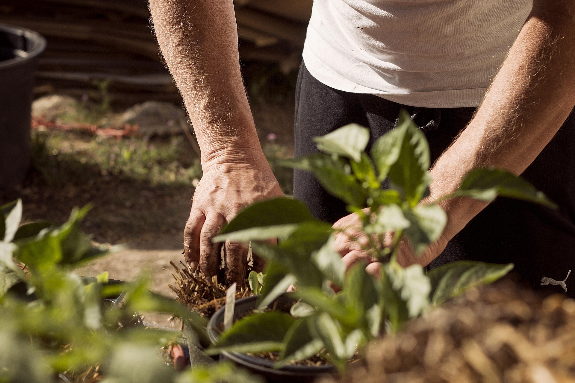 Potagers ouverts