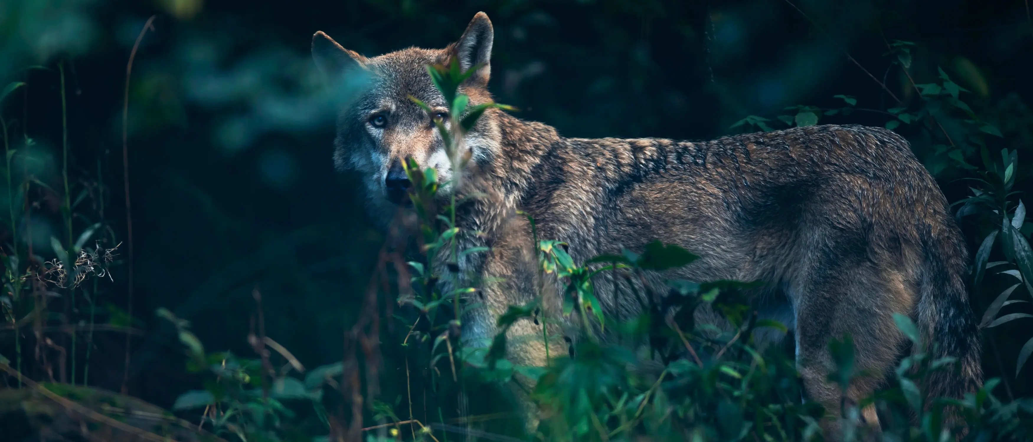 Conference-Le-loup-entre-crainte-et-fascination